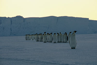 March of the Penguins image