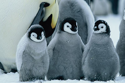 March of the Penguins image